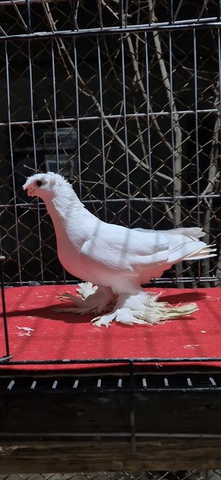 Белая голубкааааа