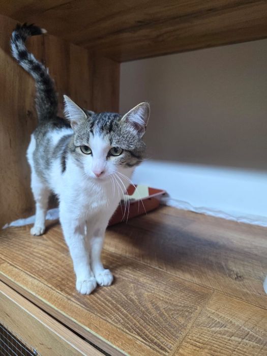 Котик в добрые руки