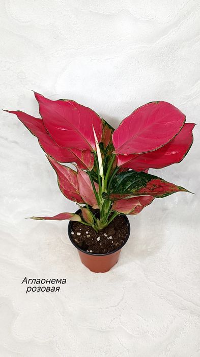Аглаонемы (взрослые), от 2500 тг