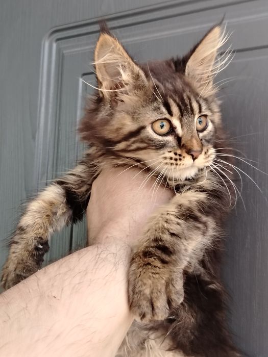 Котята мейн-куны