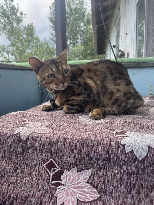 Бенгальский кот, мальчик