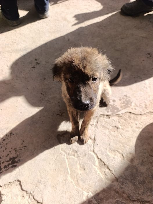 Отдам даром сабак