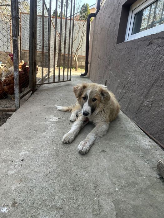 Собака очень игривая добрая в Хорошие руки