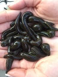 Зулук пиявка етказиб  берамиз. Арзон оптом