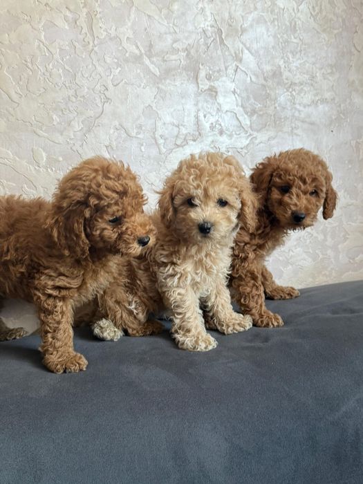 Щенки Той пудель