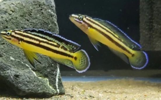 Аквариумни риби африкански цихлиди от езерото Танганика