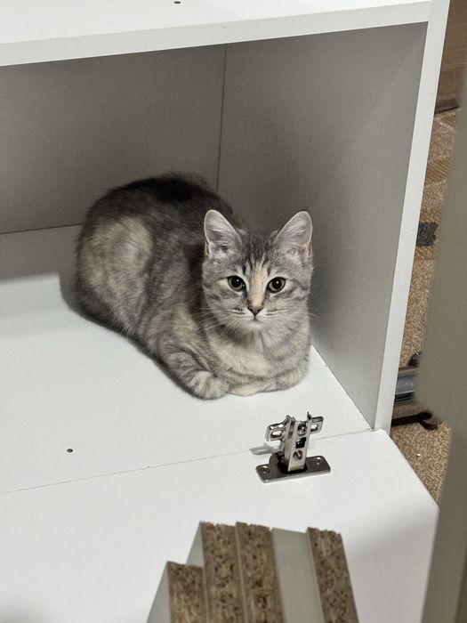 Отдам кошку и кота