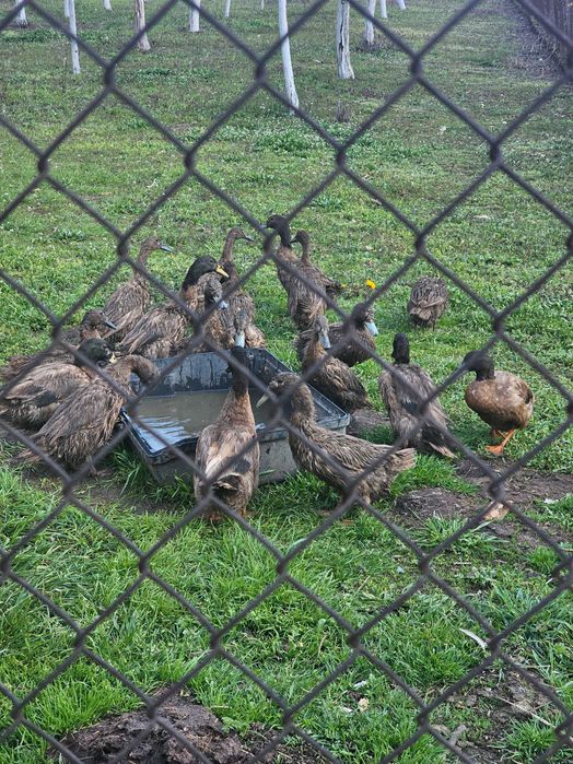 Продавам разплодни  яйца от Каки Кембъл