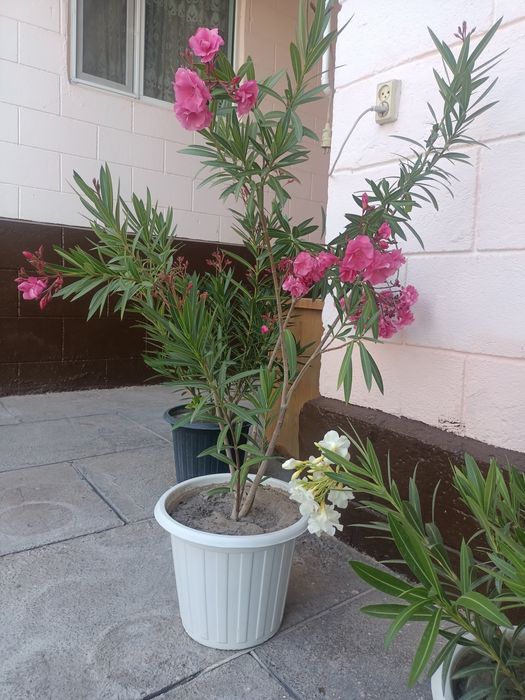 Замечательные цветы