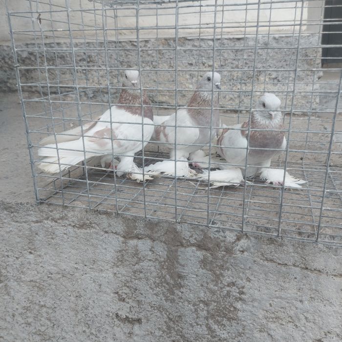 Сирени лет с игрой сталбом