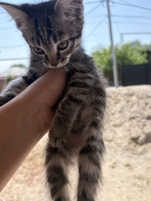 Отдаю котят бесплатно