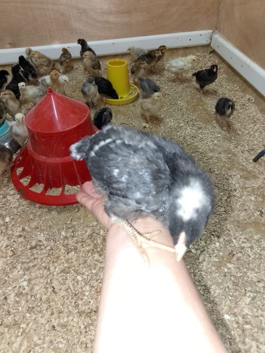 Продам домашних цыплят