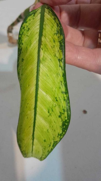 Дифффенбахия, обмен.