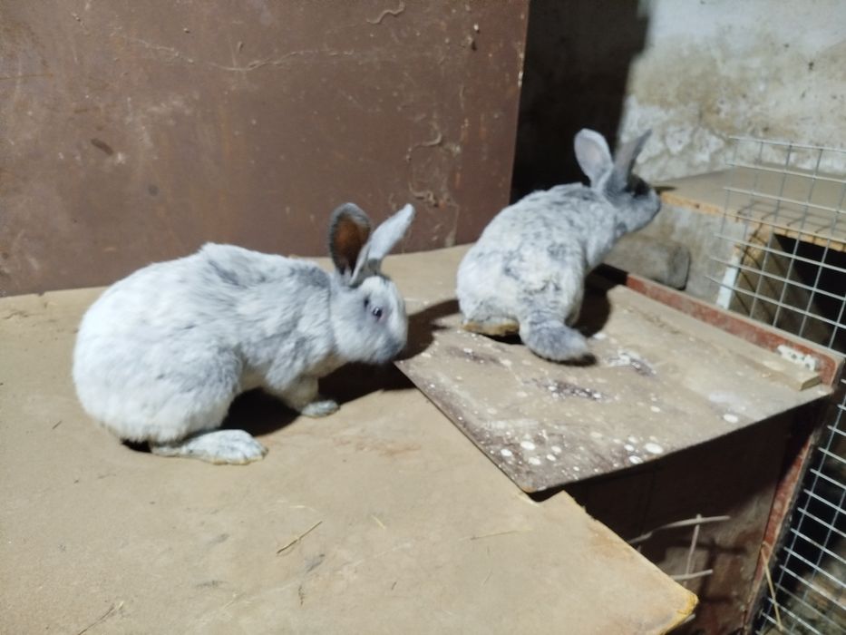 Paltavskiy quyon sotiladi