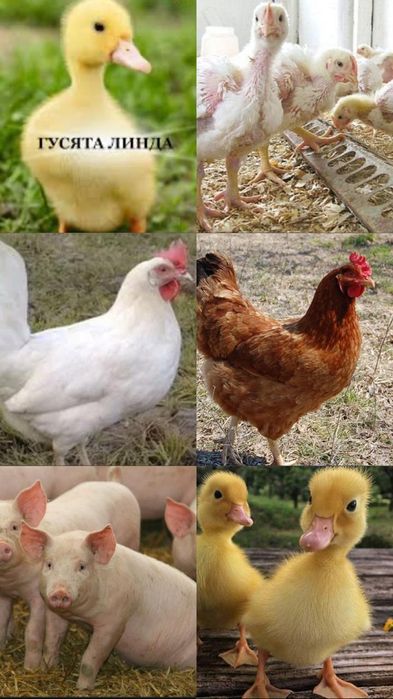 Куры поросята доставка утята бройлеры вакценированые доставка