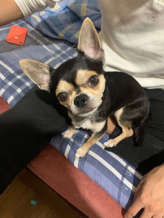 Chixuaxua kuchukchalar sotiladi (toza zot)