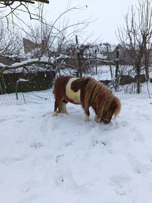 Poneiul Fury disponibil pentru monta