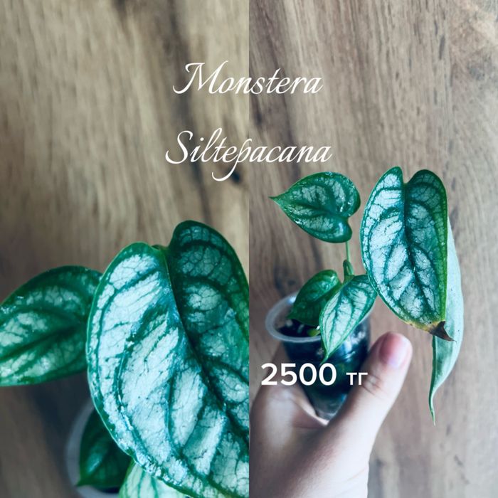 Монстеры разные, укорененные