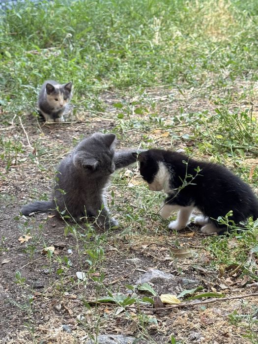 Котята ищут дом!