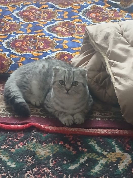 Mushuk zotdor 7oylik