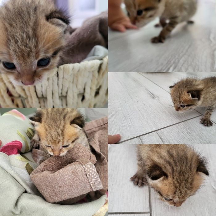 Котёнок котёнок котёнок