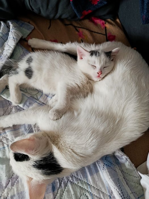 Отдам котенка в хорошие руки!