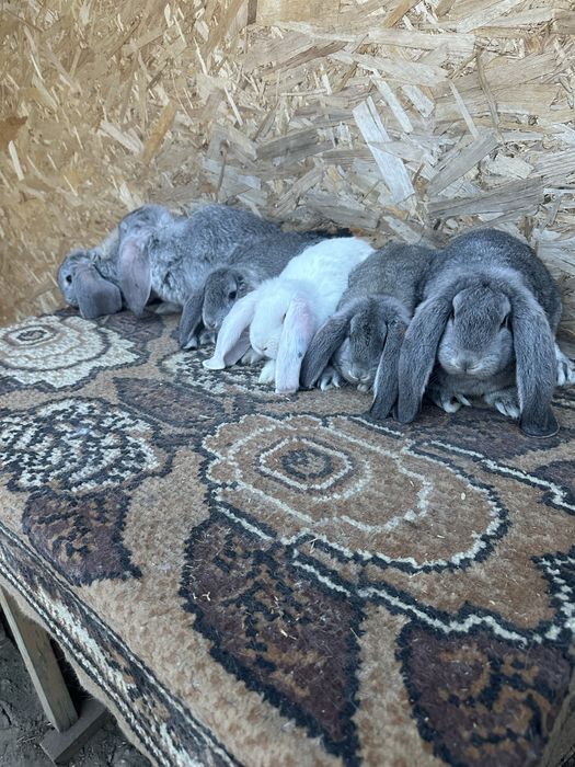 Iepuri berbec german