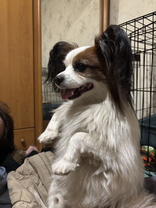 Продам  папийона