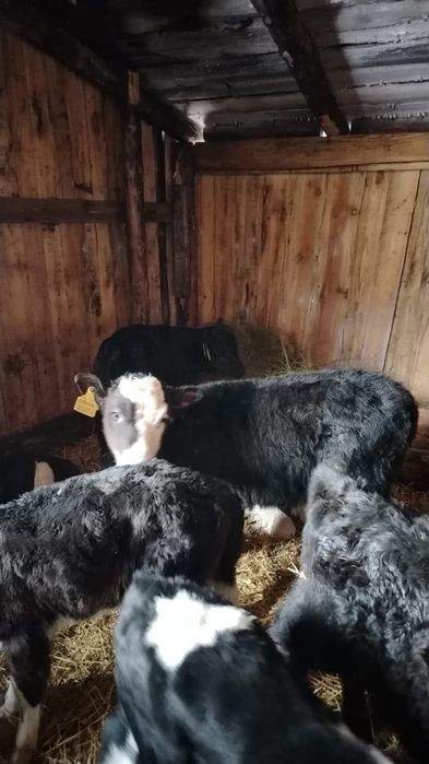 Сйыр қостанай ….