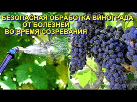 Услуги Садовник, обработка, дворник, разнаробочий, уборка территорий.