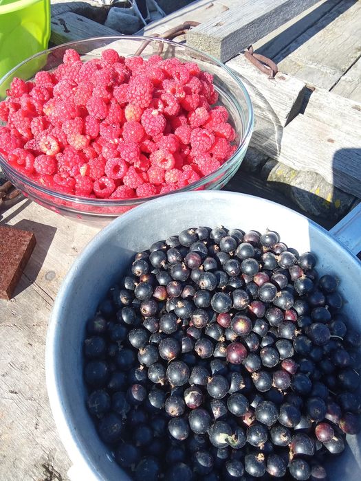 Смородина черная Ядерная