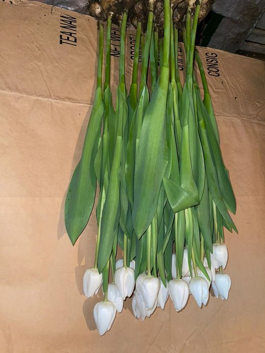 Тюльпаны оптом на 8 марта