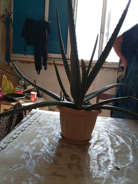 Продам цветы алое кактус
