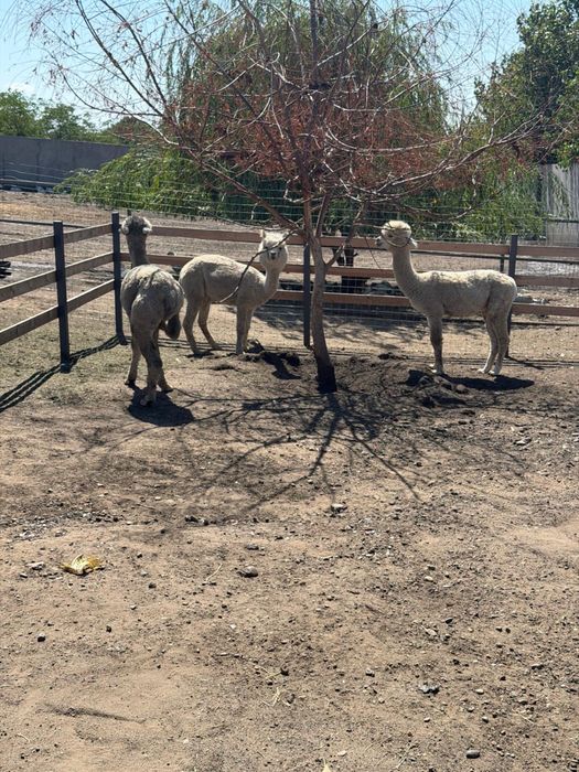 Familie Alpaca, o Femela si 2 masculi