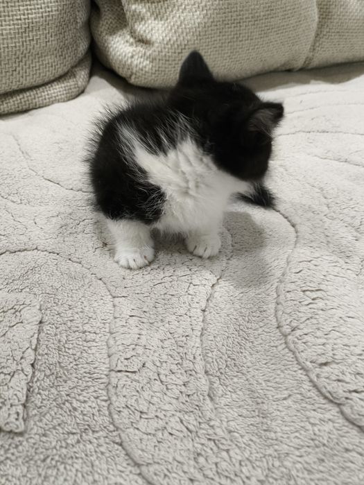 В добрые руки котята
