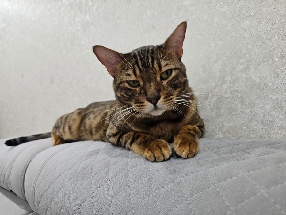 Срочно продам бенгальского кота.