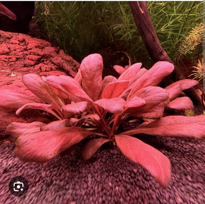 Аквариумное растение Самолус ред