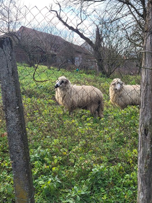 Vand o mioara si 2 miele