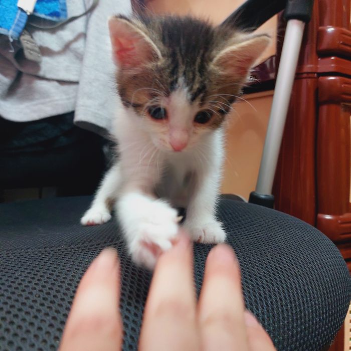 Отдам котят в добрые руки