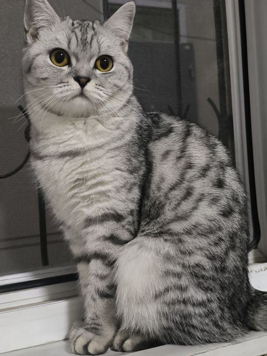 serebristi shinshila