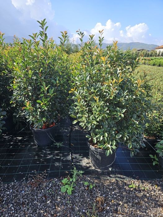 Photinia red Robin toate dimensiunile