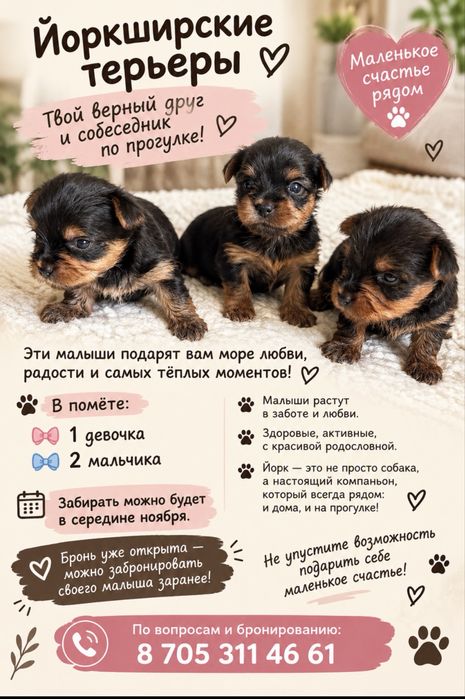 Породистые кутята Йорк терьер девочка и два мальчика