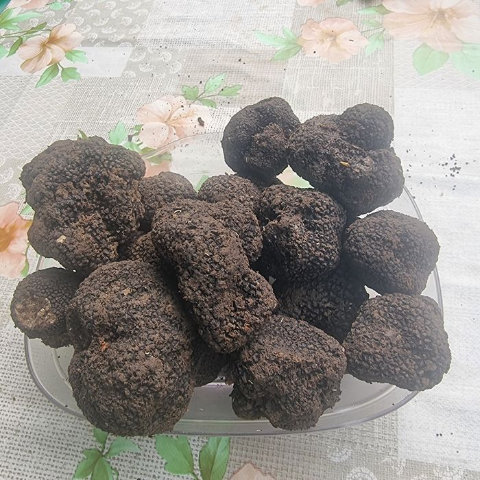 Trufe proaspete culese zilnic