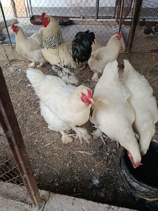 Продам цесарку брама куры