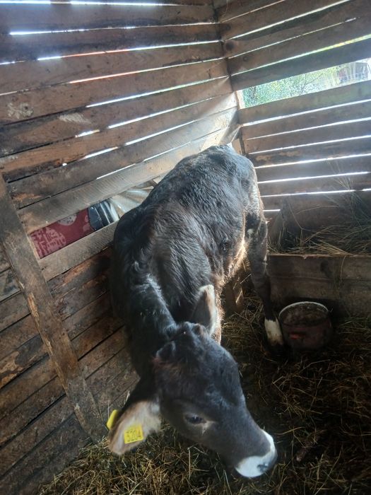 Vînd o vițea și un mînz bun