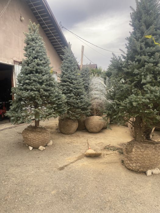 Brazi normandiana argintii