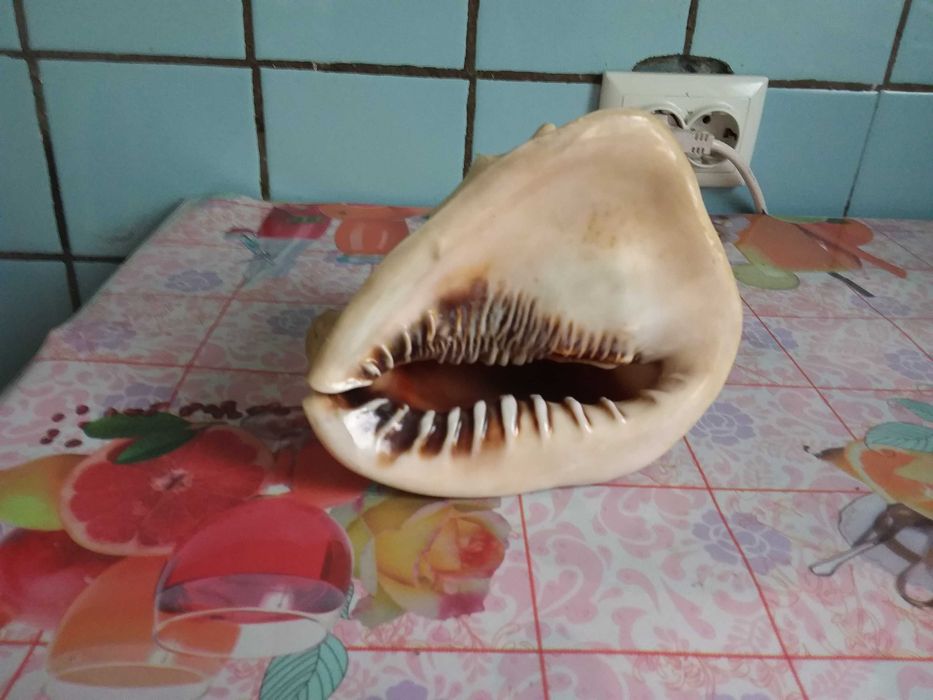 Морская раковина