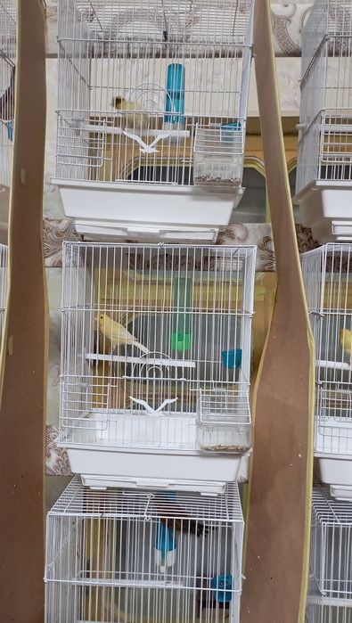 Канарейка .Тайер сайраб турган