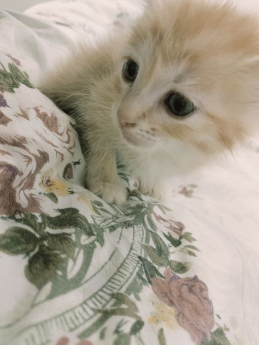 Котенок 1,5 месяц