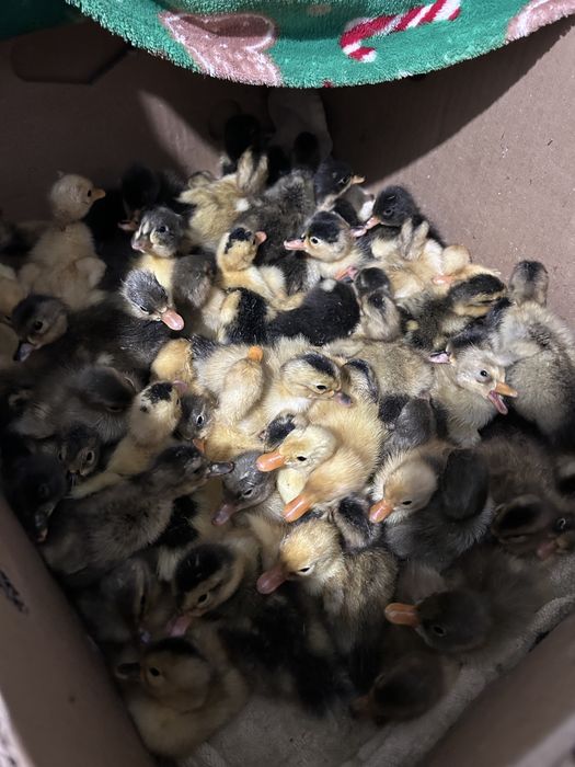 Rate romanesti si rate polare